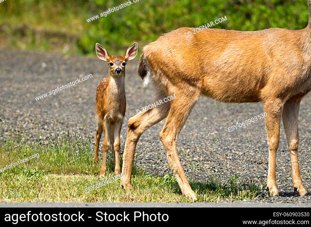 A young black-tailed doe, Odocoileus hemionus columbianus, stands behind its mother in Ocean Shores, Washington