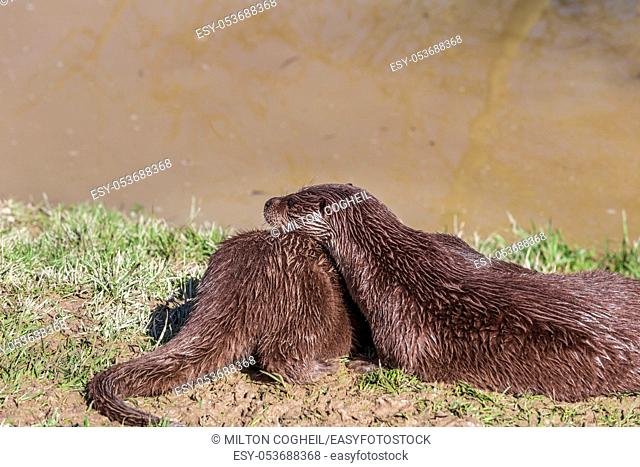 European Otter, Lutra Lutra, relaxing near a river. England, UK