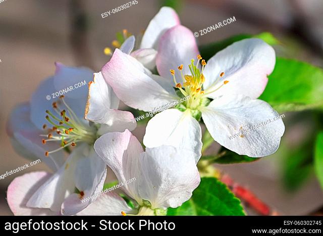 Closeup of white and pink apple blossoms