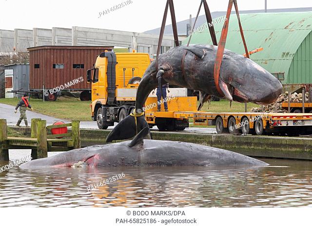 Two dead sperm whales that were found beached off the coast of Buesum are moved from the port of Meldorf, Germany, 06 February 2016