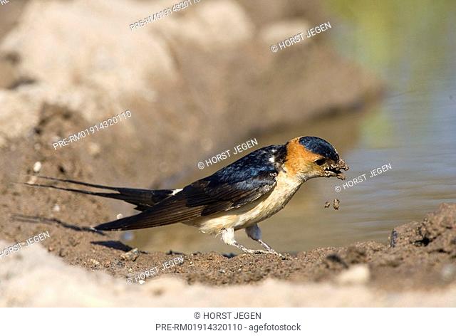 Red-rumped swallow at a puddle, Hirundo durica, Southern Europe