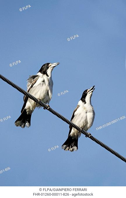 Grey Butcherbird (Cracticus torquatus) two adult males, singing, perched on powerline, Hervey Bay, Queensland, Australia, October