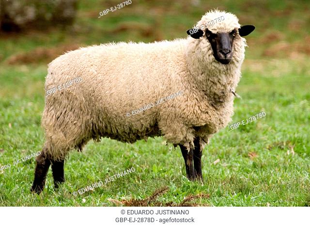 Creation of Sheep (Ovis aries), Bom Jesus, Rio Grande do Sul, Brazil