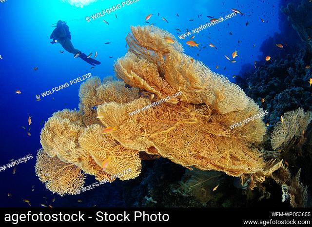 Coral reef with Giant Sea Fan, Annella mollis, Giftun Island, Red Sea, Egypt