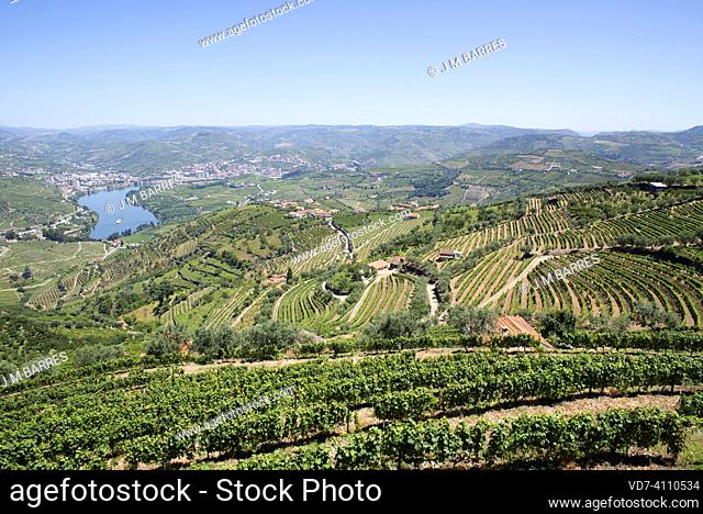 Terraced vineyards in Alto Douro (UNESCO World Heritage). Tras-os-Montes, Portugal