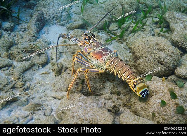 Caribbean spiny lobster resting on rocks at the bottom of the ocean