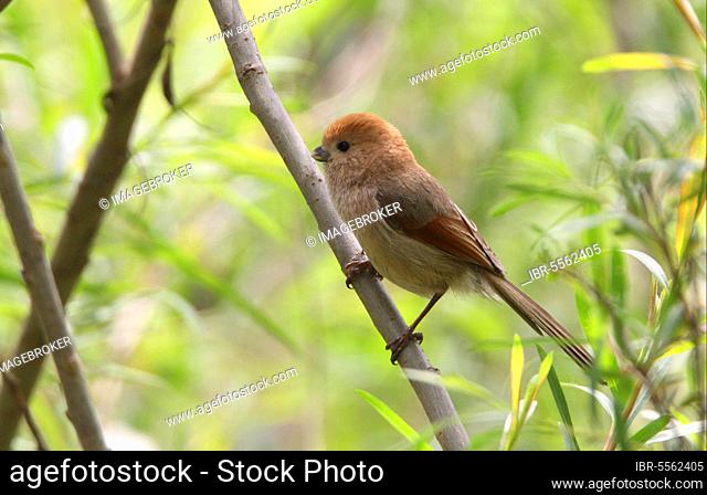 Vinous-throated Parrotbill (Paradoxornis webbianus) adult, perched on branch, Beidaihe, Hebei, China, Asia
