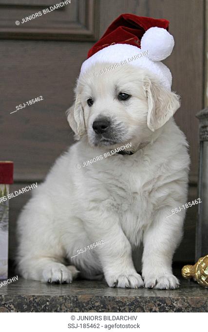 Golden Retriever. Puppy (6 weeks old) sitting while wearing a Santa Claus hat on its head