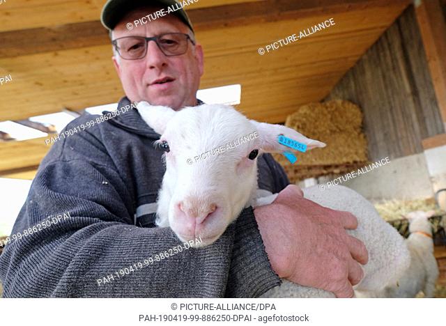 18 April 2019, Saxony, Pausitz: Sheep farmer Wolfgang Görne has put his arm around a lamb of the breed Ostfriesisches Milchschaf