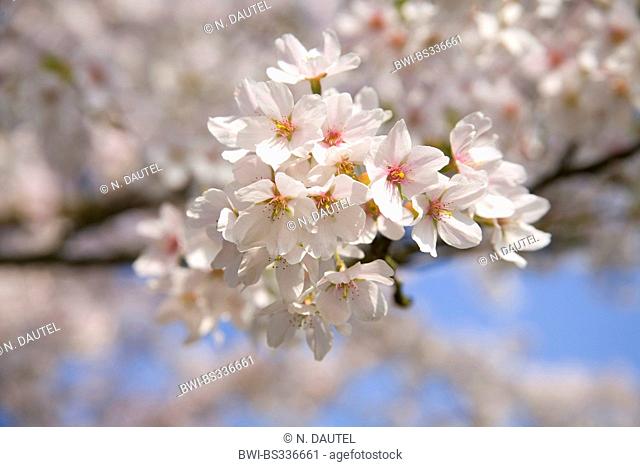 Ornamental cherry tree (Prunus spec.), blooming twig