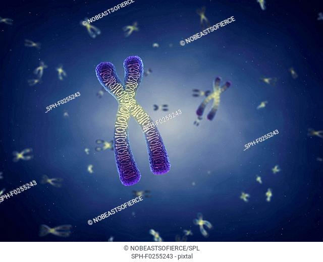 Chromosomes, illustration