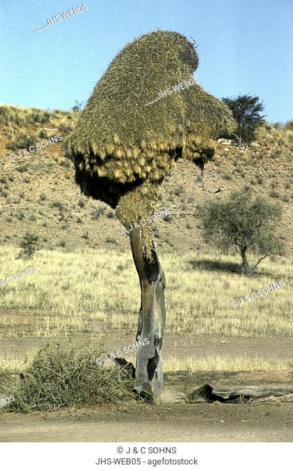 Sociable Weaver , Philetairus socius , Kalahari , Kgalagadi National Park ,  South Africa , Africa , nesting colony