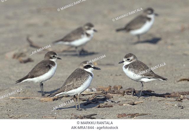 Side view of an adult Greater Sand Plover (Charadrius leschenaultii) in winter plumage. On the beach with Lesser Sand Plovers (Charadrius mongolus)