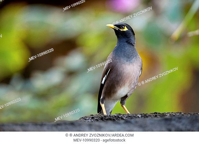Common Myna adult sits alert on a basalt garden wall grounds of Le Prince Maurice resort near Poste de Flacq East of Mauritius