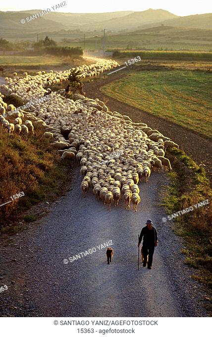 Shepherd and sheep moving to a new pastures. Navarre. Spain