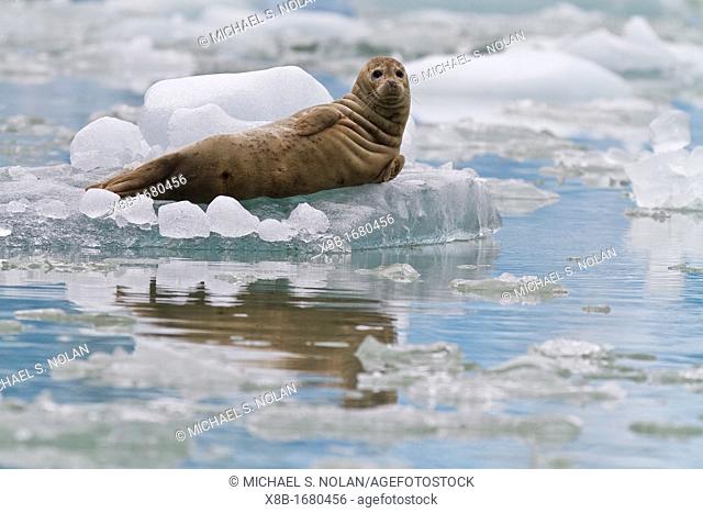 Harbor seal Phoca vitulina hauled out on ice calved from the South Sawyer Glacier in the Tracy Arm-Ford's Terror Wilderness area, Southeast Alaska, USA