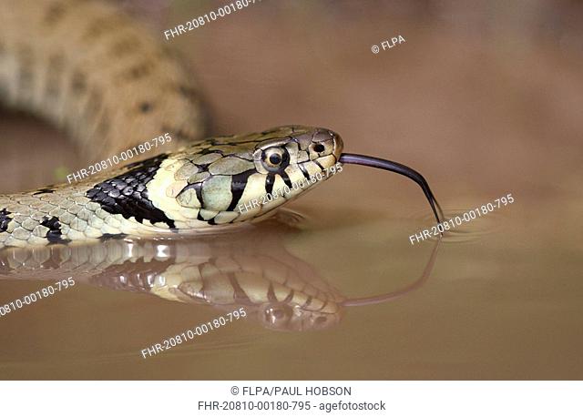 Grass Snake Natrix natrix adult, flicking tongue, on water in muddy pool, Oxfordshire, England