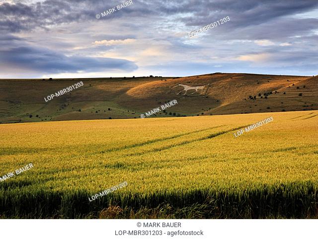 England, Wiltshire, Alton Barnes. The Alton Barnes white horse on Milk Hill looking out over Pewsey Vale