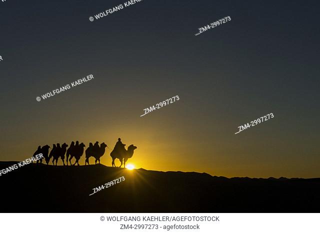 A Mongolian herder is riding with Bactrian camels at sunset (sunburst) on the Hongoryn Els sand dunes in the Gobi Desert