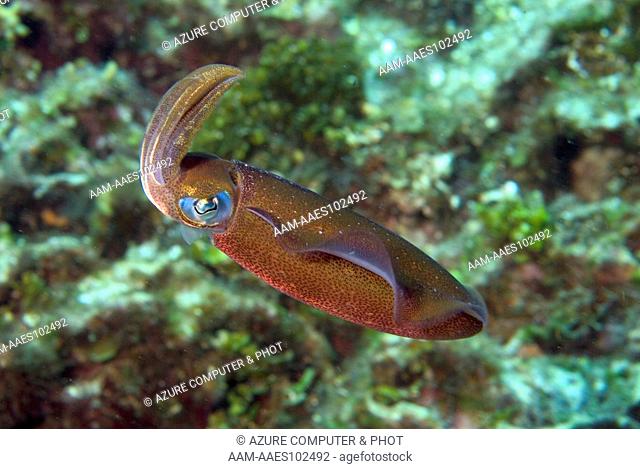 Reef Squid (Sepioteuthis sepioidea) Roatan, Honduras