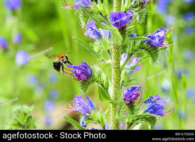 Common viper's bugloss (Echium vulgare) with garden bumblebee (Bombus hortorum) flying, collecting, nature garden of the nature conservation station Hüde