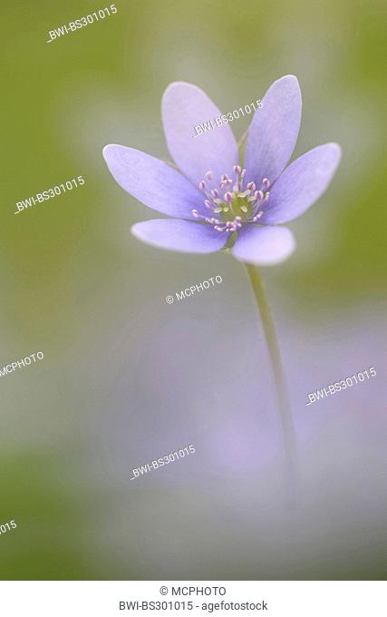 hepatica liverleaf, American liverwort (Hepatica nobilis, Anemone hepatica), flower, Germany
