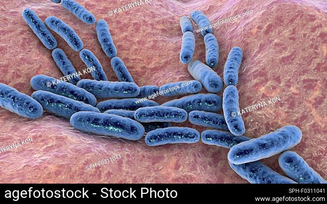 Lactobacillus bacteria, computer illustration. This is the main component of the human small intestine microbiome