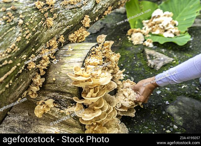 Female hand collecting wild edible mushrooms from a tree trunk in Thailand, Asia