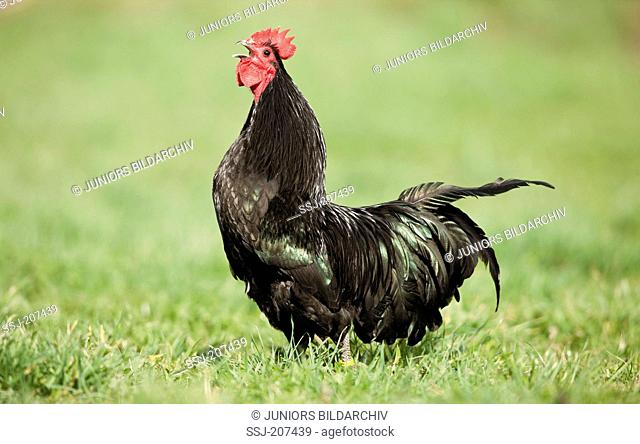 Astralorp Bantam. Rooster standing on a meadow while crowing. Germany