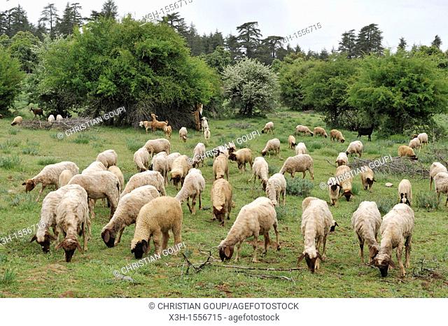 flock of sheep in a clearing, Atlas cedar forest, near Azrou, Middle Atlas, Morocco, North Africa