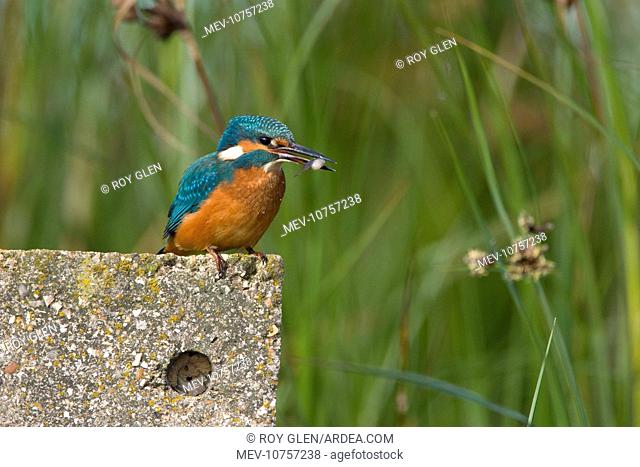 Kingfisher - Immature bird grasping a stickleback. (Alcedo atthis)