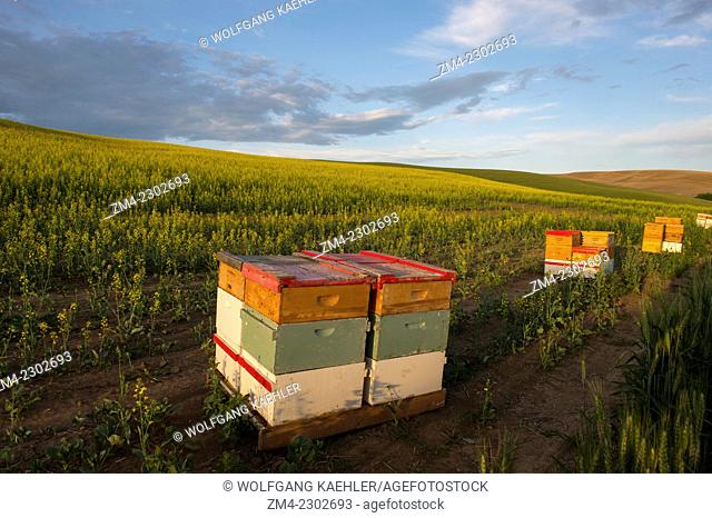 Beehives at a canola field in Whitman County in the Palouse near Colfax, Washington State, USA