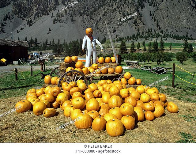Pumkins for sale on a stall at Keremeos in the Similkameen Valley