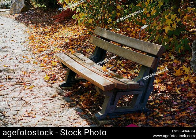 Autumn landscape with the sun warmly illumining a bench under a tree, lots of gold leaves and blue sky