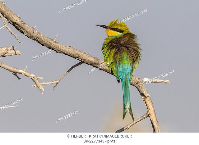 Swallow-tailed bee-eater (Merops hirundineus), Etosha National Park, Namibia, Africa