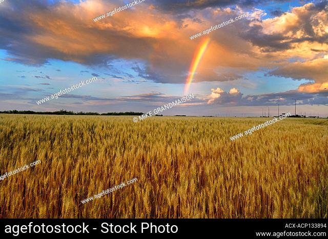 WHeat field and rainbow after storm Lorette Manitoba Canada