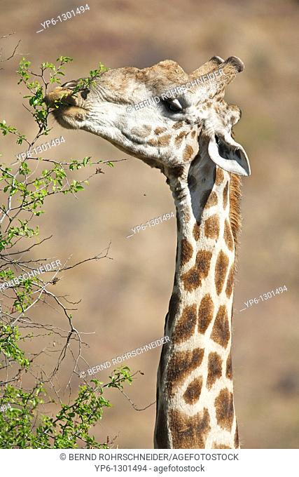 Giraffe, Giraffa camelopardalis, eating leaves from a tree, Pilanesberg National Park, South Africa