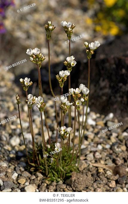 Rock Jasmine (Androsace carnea ssp. brigantiaca, Androsace carnea brigantiaca), blooming