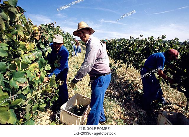 Grape harvest of white wine grapes, Sant Sadurni d'Anola, Penedes, Catalonia, Spain