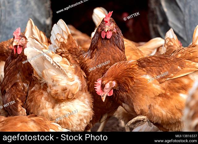 Domestic chicken, free range chickens in a meadow, Germany
