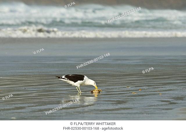 Kelp Gull Larus dominicanus adult, feeding on washed-up crab on beach, Catlins, South Island, New Zealand