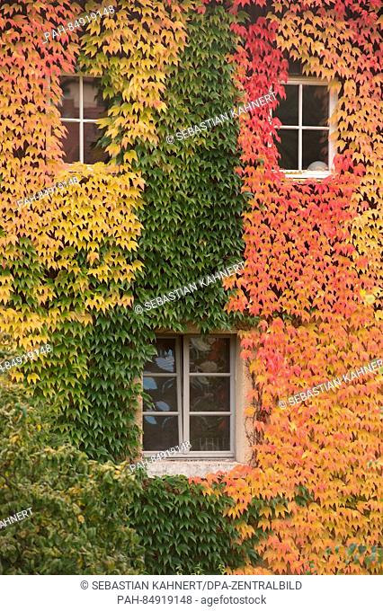 Colourful wine leaves on a house in Radebeul near Dresden, Germany, 20 October 2016. PHOTO: SEBASTIAN KAHNERT/dpa | usage worldwide