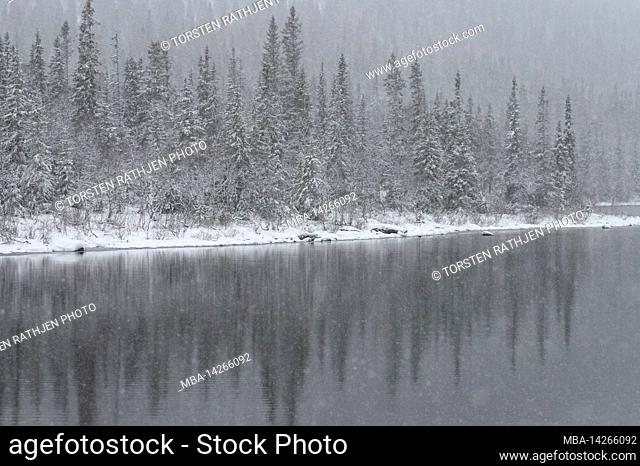 River and forest in deep winter with snowfall, Borgafjäll, Lapland, Sweden