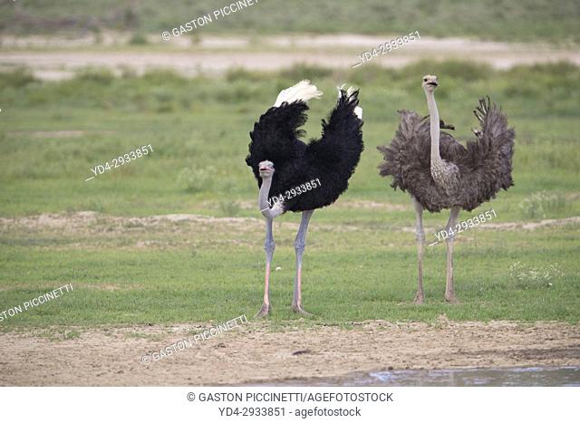 Common ostrich (Struthio camelus), Kgalagadi Transfrontier Park, Kalahari desert, South Africa