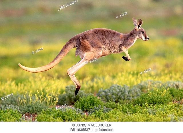 Red Kangaroo (Macropus rufus) jumping adult, Tibooburra, Sturt National Park, New South Wales, Australia