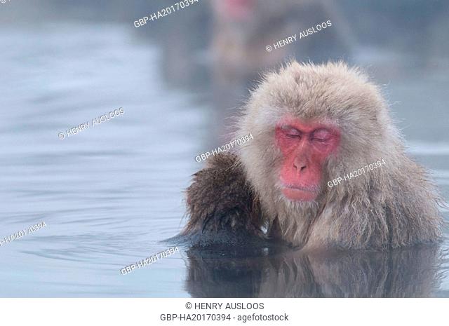 Monkey-Japanese, Macaca fuscata (Macaque Japon) Japan