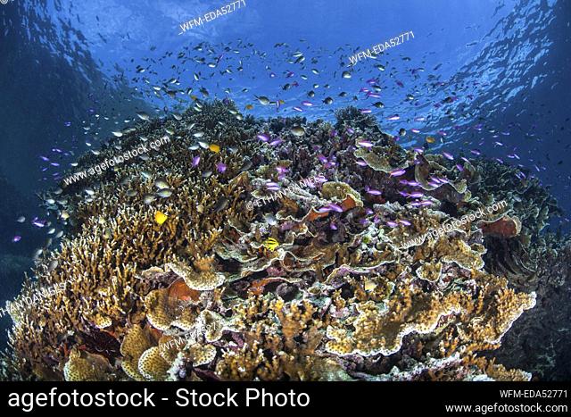 Colorful Anthias in Coral Reef, Pseudanthias tuka, Melanesia, Pacific Ocean, Solomon Islands