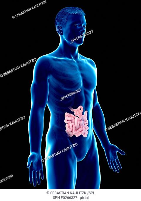 Small intestine, computer illustration