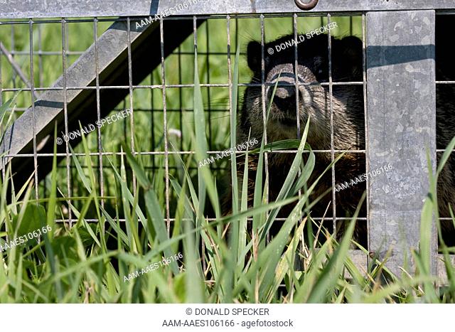 Woodchuck in HavaHart trap, captured in suburban garden (Marmota monax) Ithaca, NY
