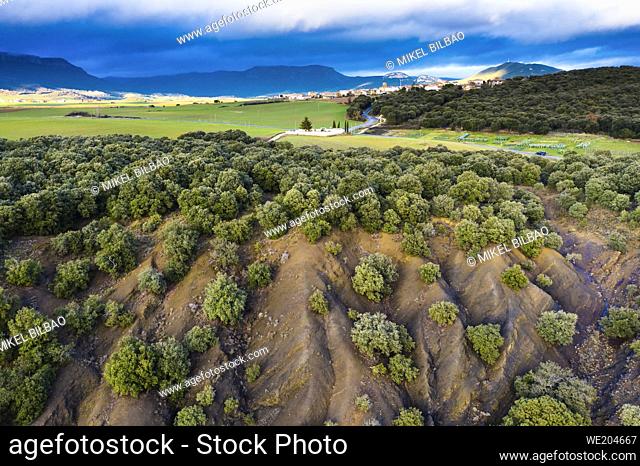 Aerial view of an holm oak grove and mountain range at background. Tierra Estella county. Navarre, Spain, Europe